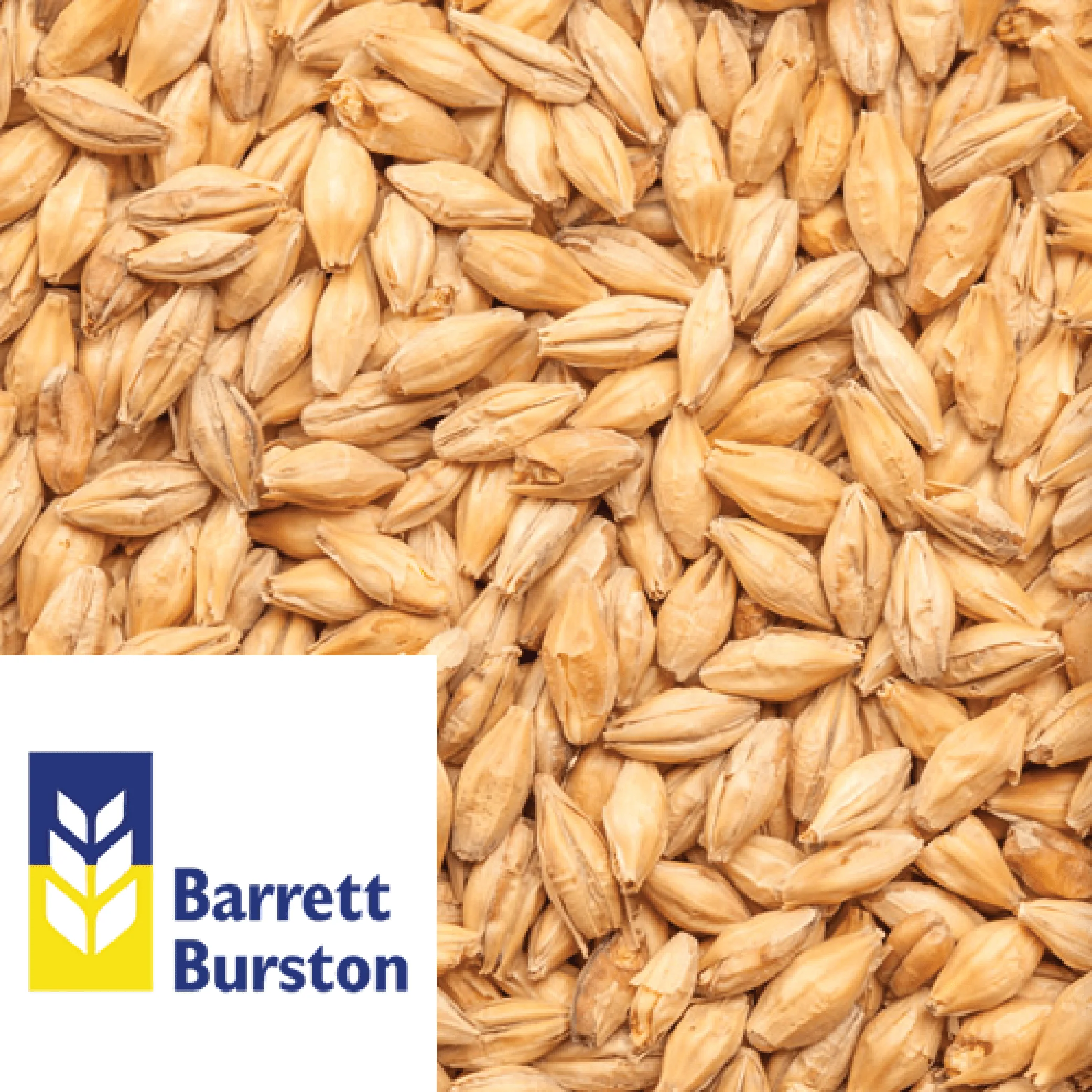 25kg SACK - Ale Malt (Victorian) - Barrett Burston (AUS) - Image 2