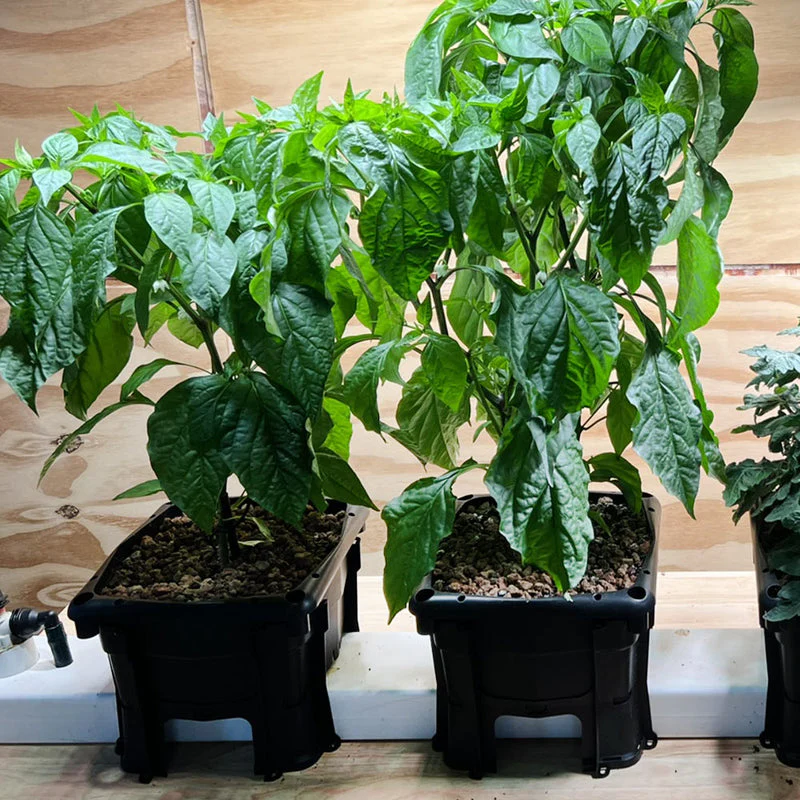 Hooch Multi-Bucket Hydroponic System (with legs) (12 units) - Image 4